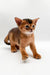 Abyssinian kitten Zara with reddish-brown fur and big ears looking adorable