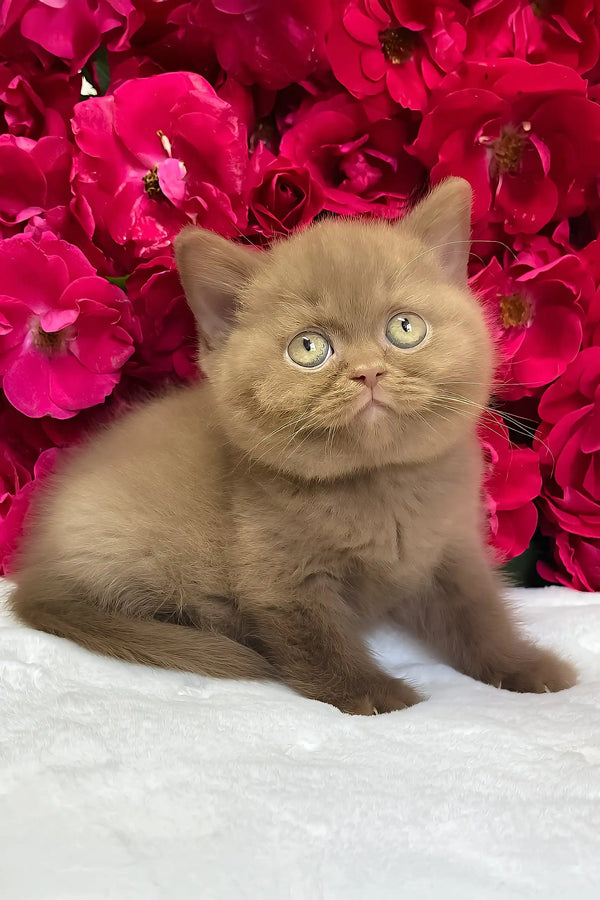 Zara | british shorthair kitten