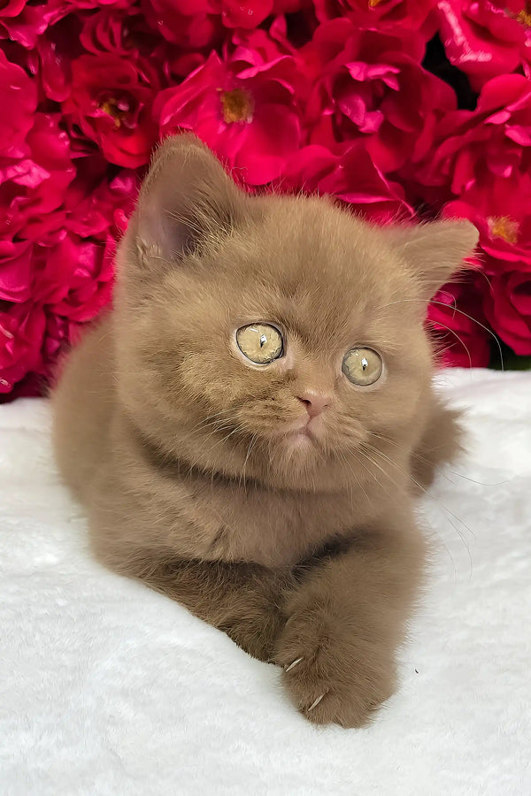 Zara | british shorthair kitten