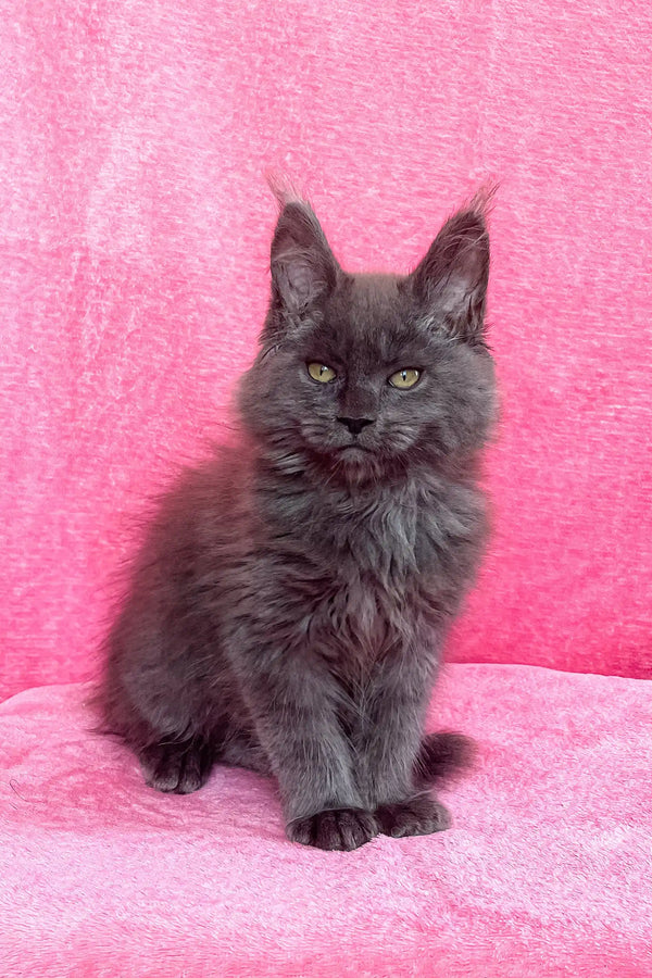 Gray Maine Coon kitten in the Zara collection, super cute and fluffy!