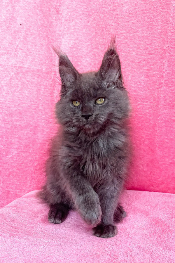 Adorable Gray Maine Coon kitten named Zara in a cute pose, perfect for any cat lover