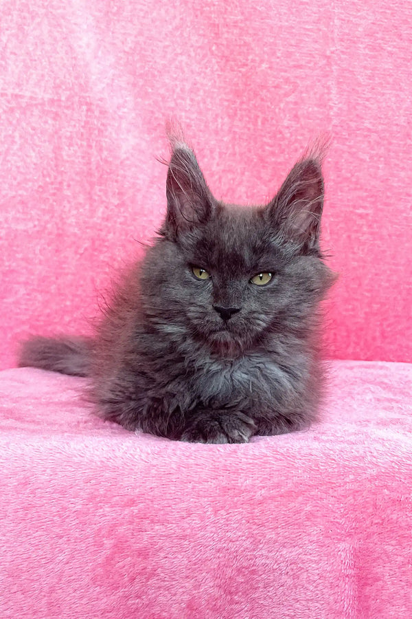 Adorable Gray Maine Coon kitten featured in the Zara Maine Coon Kitten product