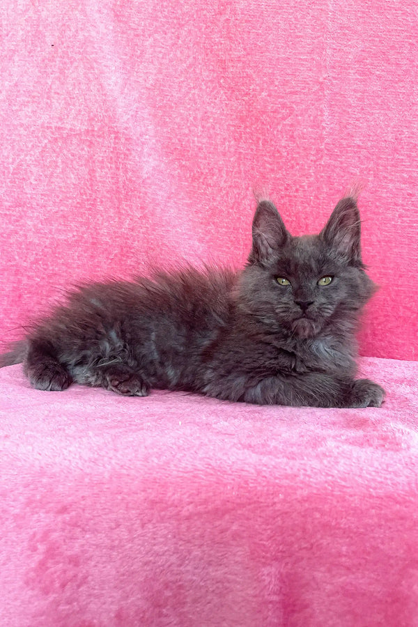 Adorable Gray Maine Coon kitten from the Zara collection looking playful and cute