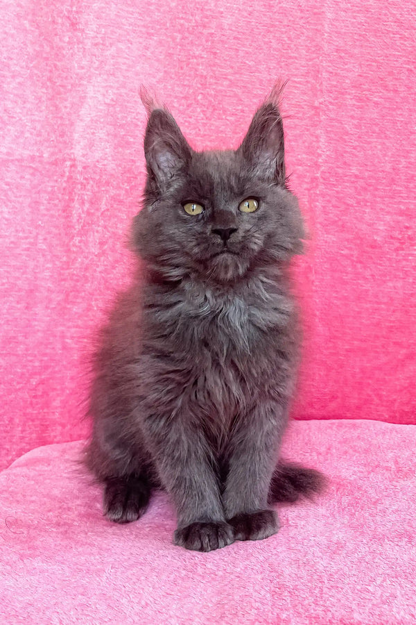 Gray Maine Coon kitten from Zara, perfect for cat lovers and pet enthusiasts