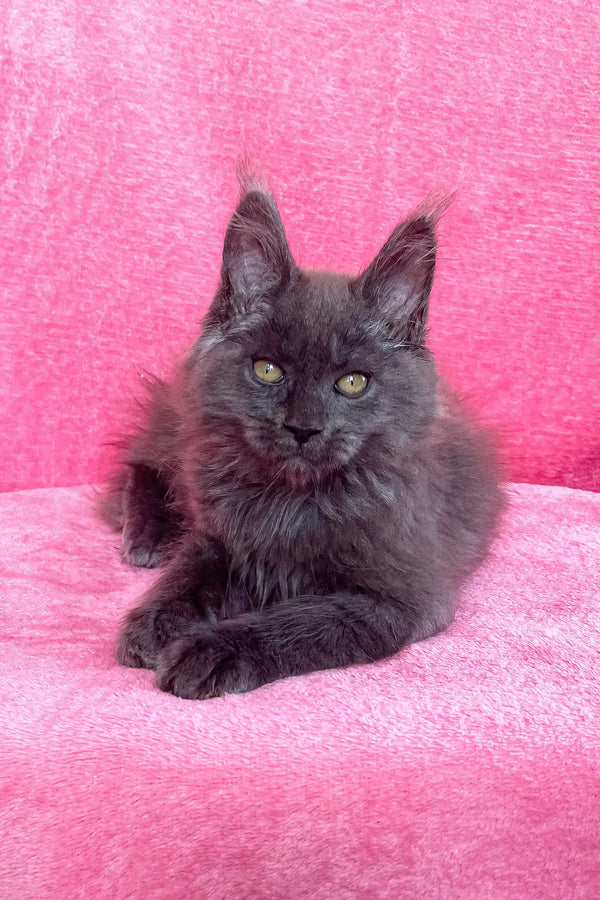 Gray Maine Coon kitten from the Zara | Maine Coon Kitten collection