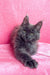 Adorable Gray Maine Coon kitten from Zara - the perfect furry companion!