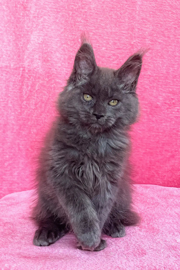Gray Maine Coon kitten snuggling in Zara, the perfect cuddle buddy