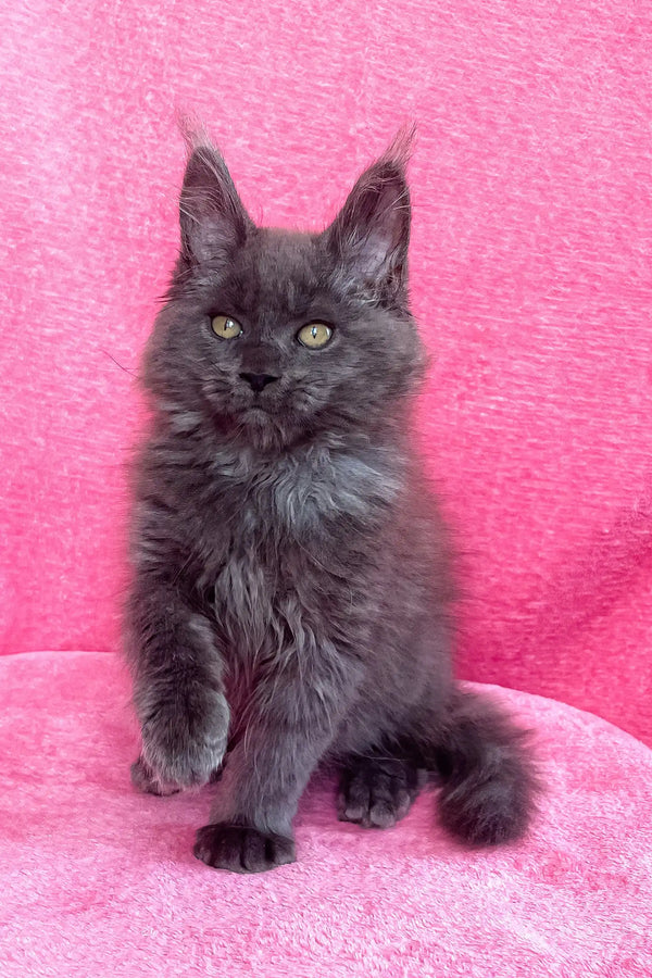 Gray Maine Coon kitten named Zara, perfect for cat lovers and adorable pet lovers