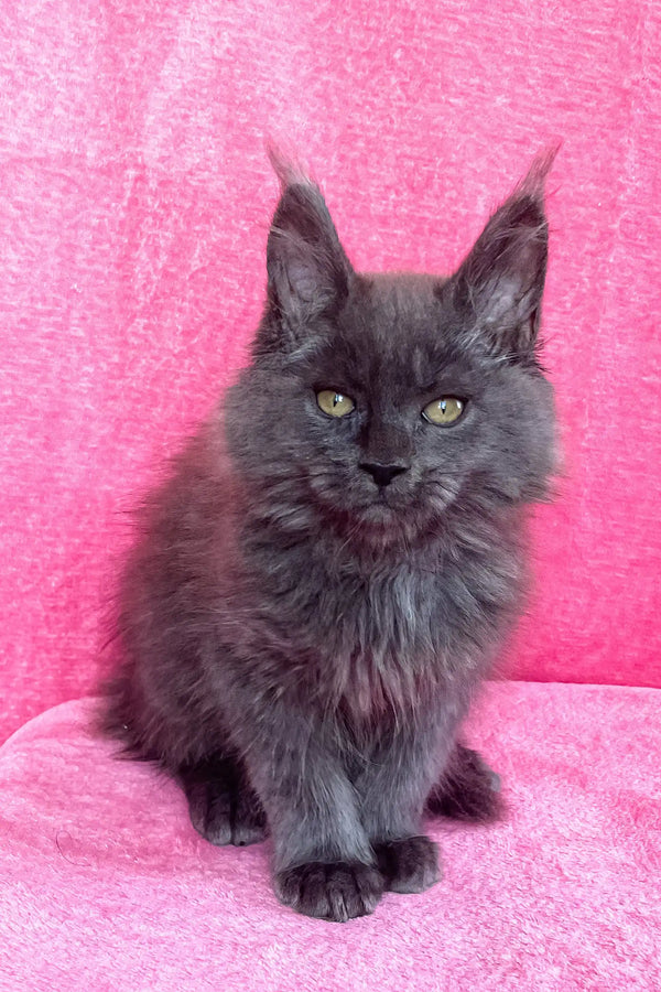 Gray Maine Coon kitten for sale in Zara Maine Coon Kitten product lineup