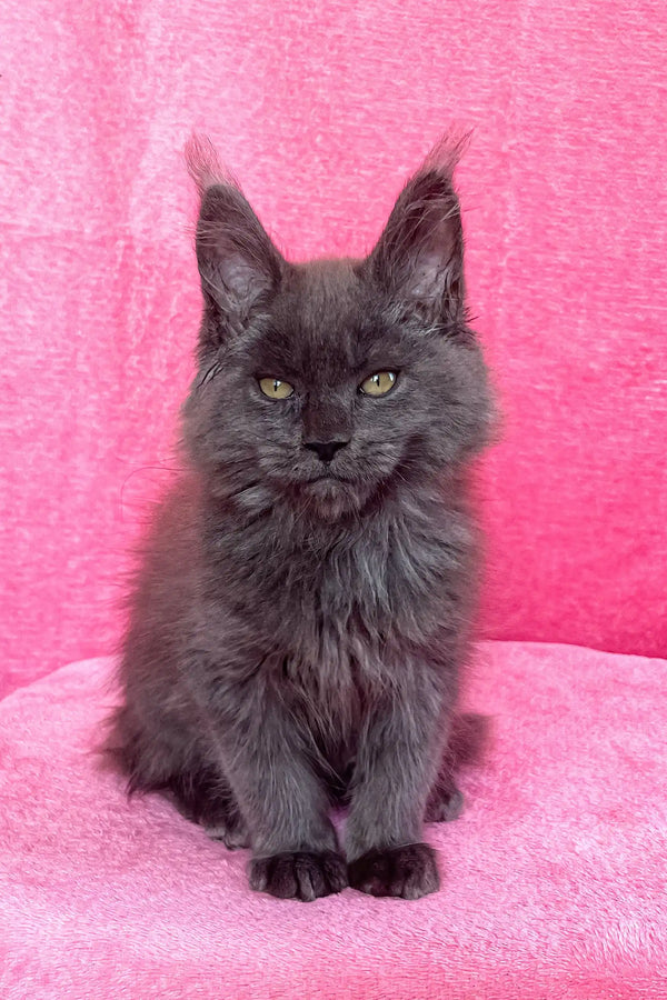 Gray Maine Coon kitten named Zara looking adorable and playful in a cozy setting
