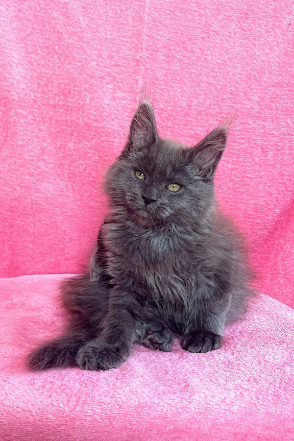 Gray Maine Coon kitten in the Zara | Maine Coon Kitten product collection