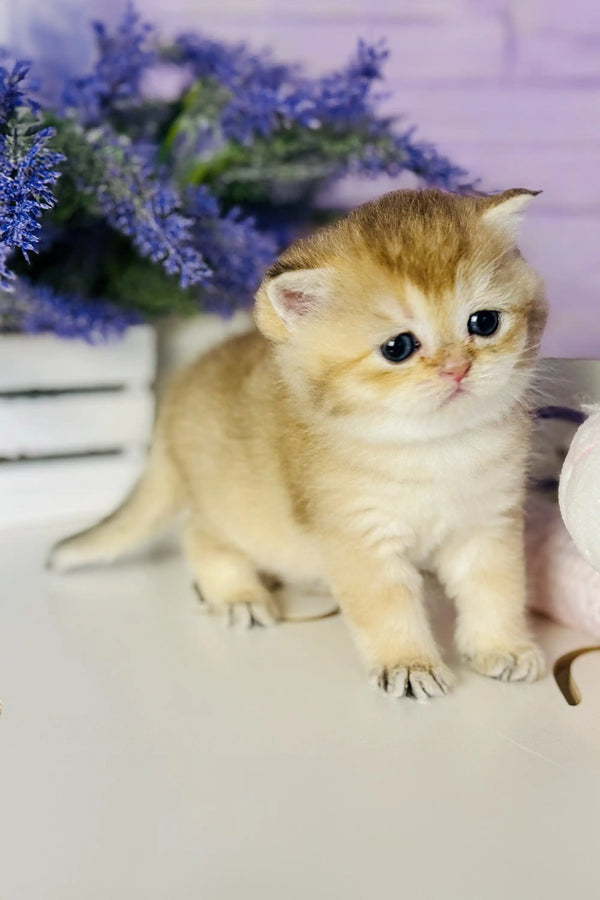 Adorable cream Scottish Straight kitten with big eyes for Zara product display