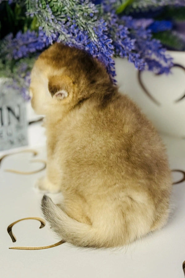 Fluffy yellow duckling with purple flowers near a Scottish Straight Kitten