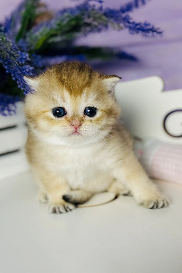 Adorable Zara, a Scottish Straight Kitten with cream and orange fur and big blue eyes