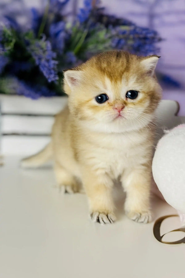 Adorable cream Scottish Straight Kitten with orange markings on its head