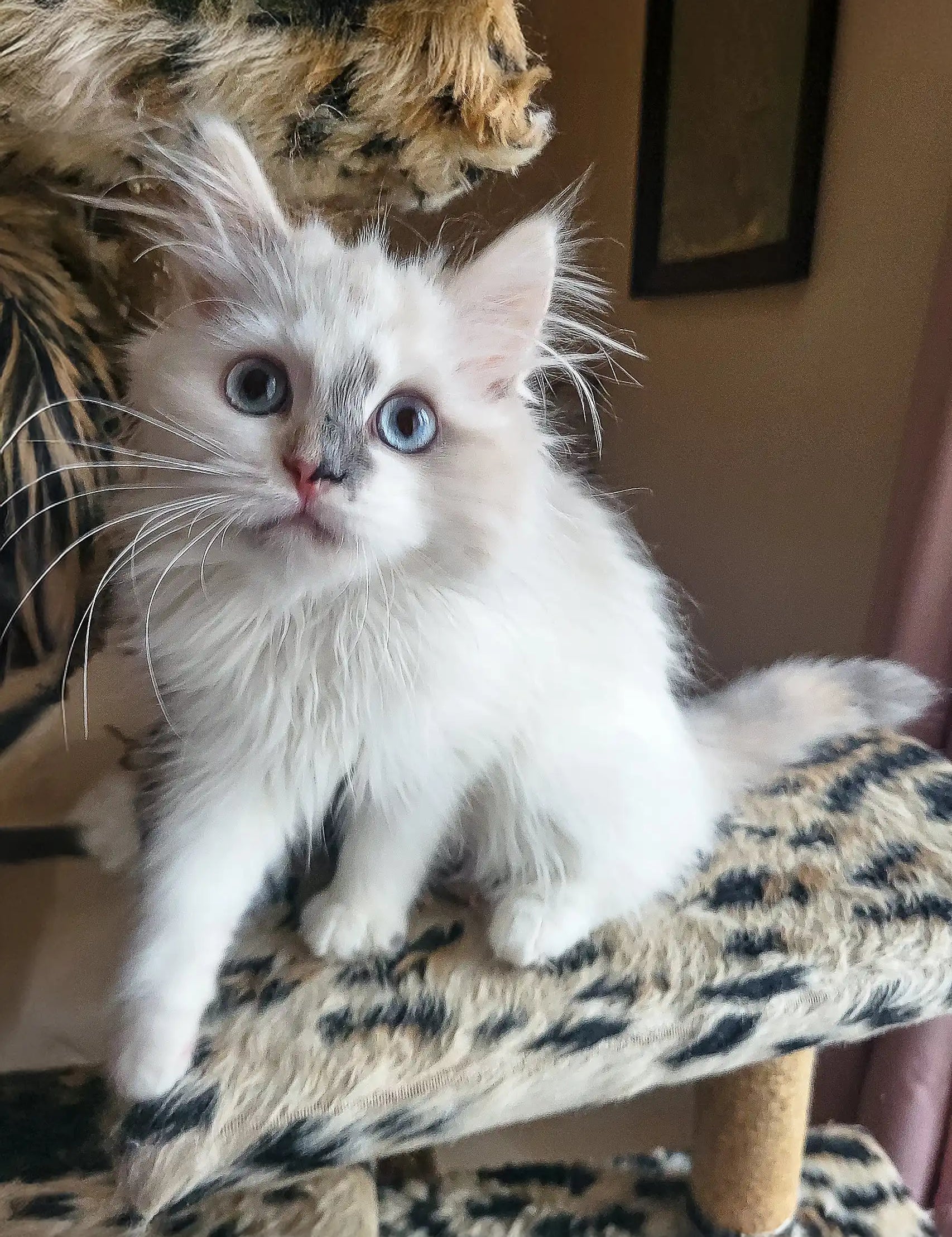 Cute Blue-eyed white kitten in Zara Siberian Kitten product display