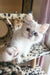 Playful white kitten from Zara Siberian Kitten collection, ready for fun and cuddles