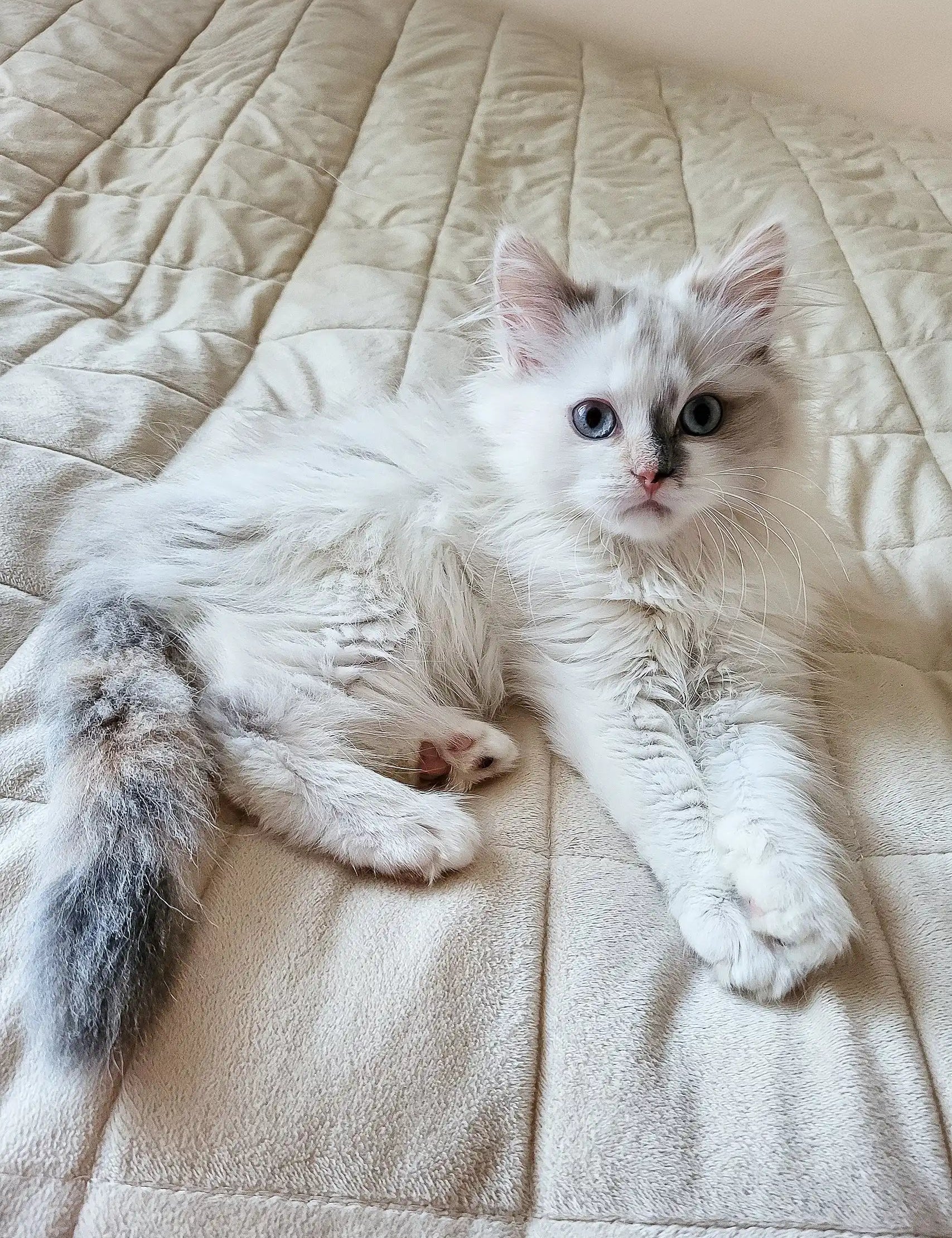 Cute white kitten with blue eyes from Zara Siberian Kitten collection