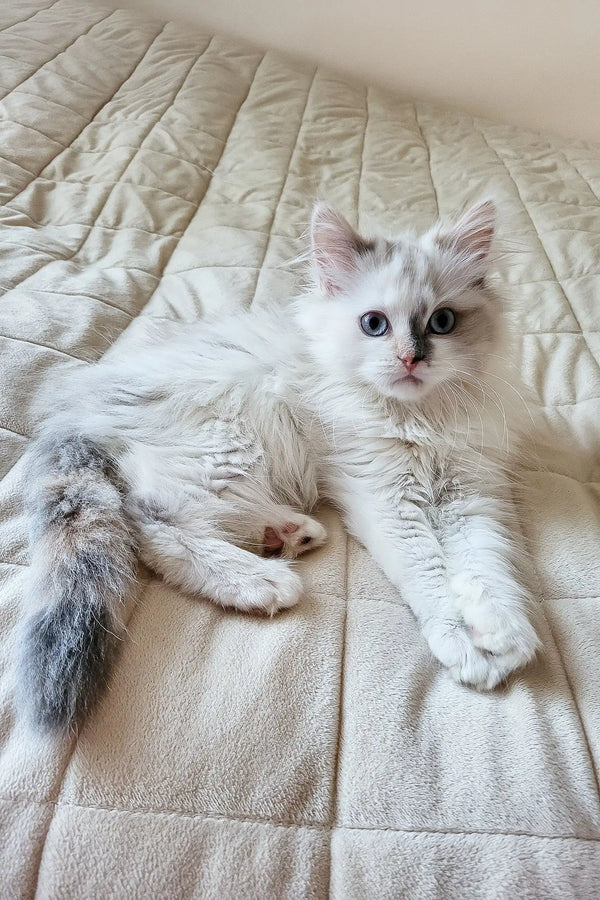 Cute white kitten with blue eyes from Zara Siberian Kitten collection