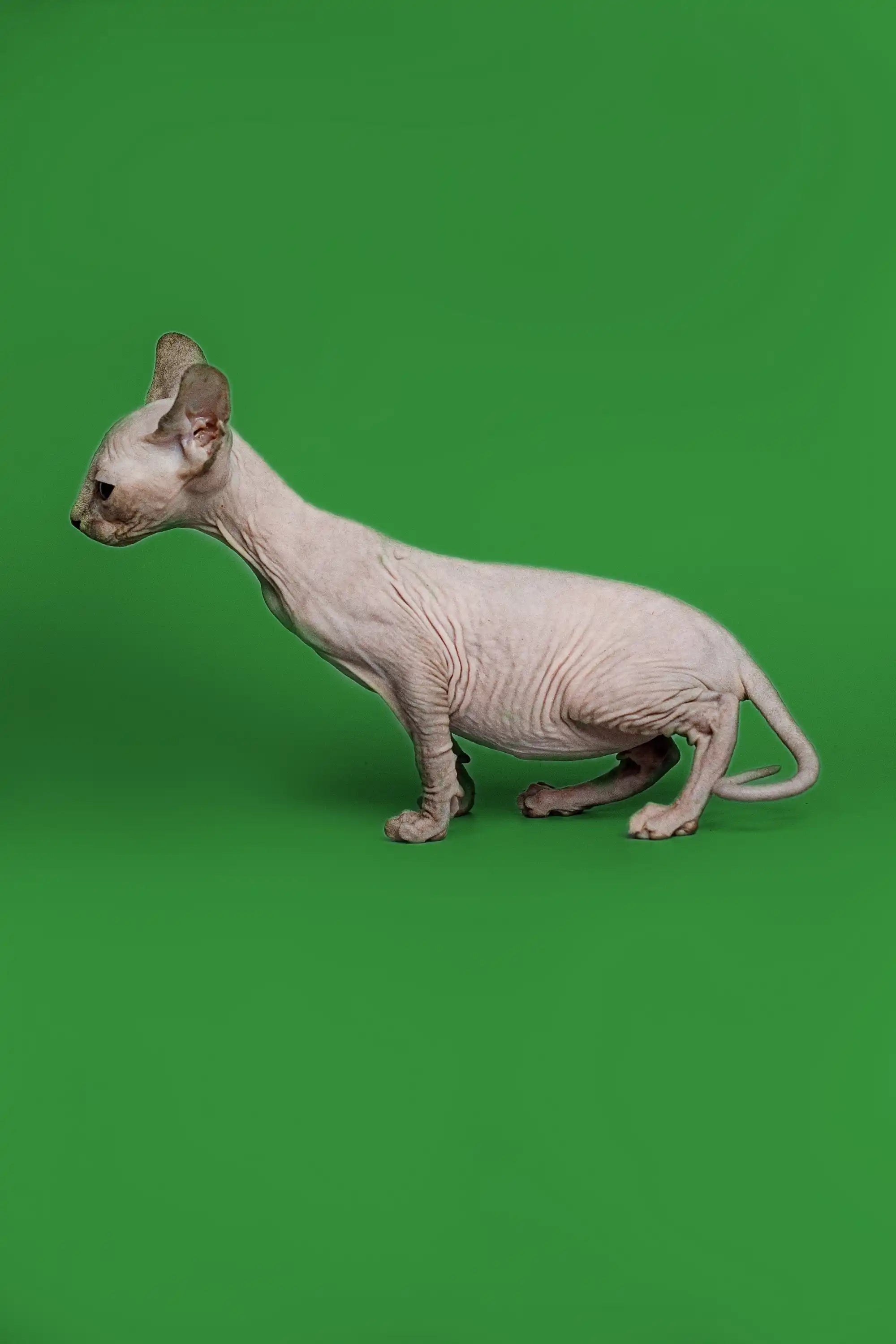 Hairless Sphynx Cats & Kittens for Sale Zara | Kitten