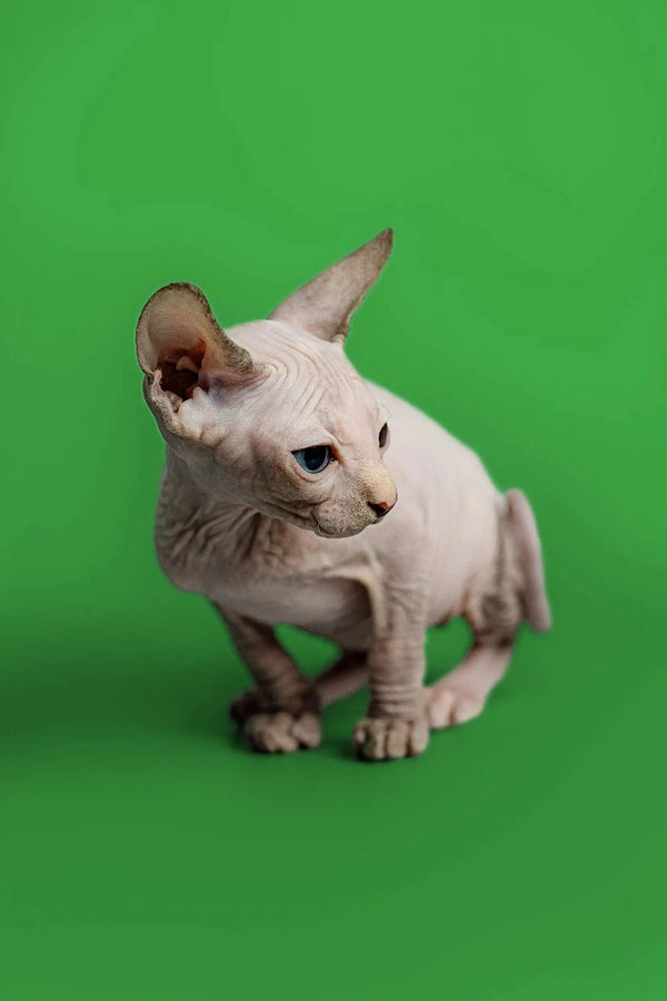 Delightful female Sphynx kitten with wrinkled skin on a bright green background