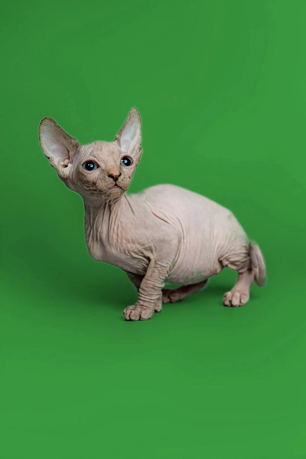 Delightful female Sphynx kitten with wrinkled skin and big ears from Zara