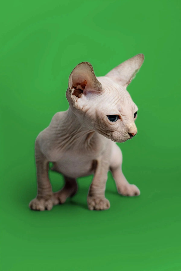Delightful female Sphynx kitten with wrinkled skin and big ears, perfect for cuddling