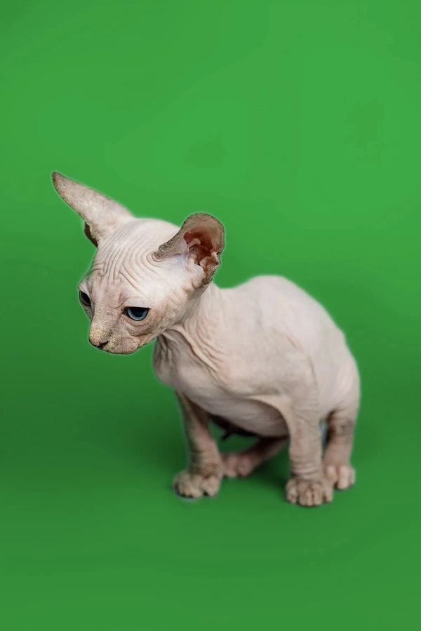 Hairless Sphynx kitten with wrinkled skin and big ears, the perfect delightful female Sphynx