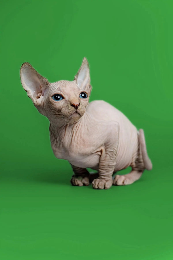 Delightful female Sphynx kitten with wrinkled skin and large ears, perfect for cuddles