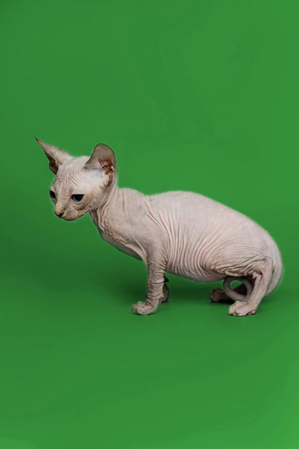 Delightful female Sphynx kitten with a hairless coat color posing on green surface