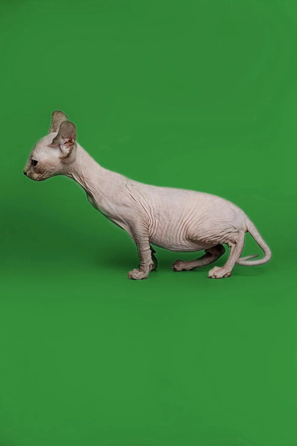 Alert Hairless Sphynx kitten with a delightful coat color in Zara’s product line