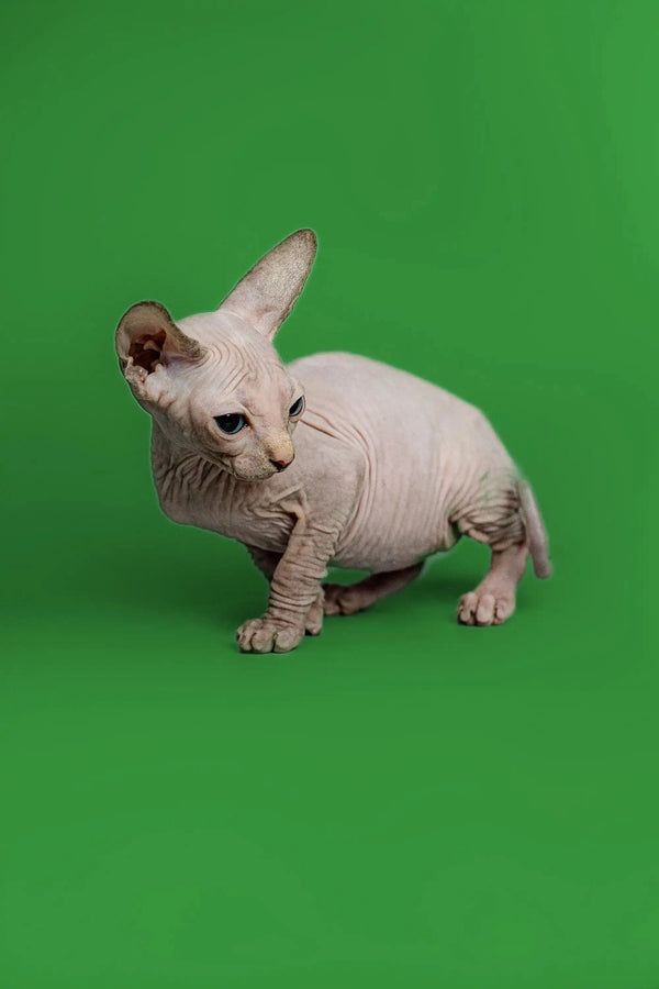 Adorable Hairless Sphynx kitten Zara with wrinkled skin and big ears in playful pose