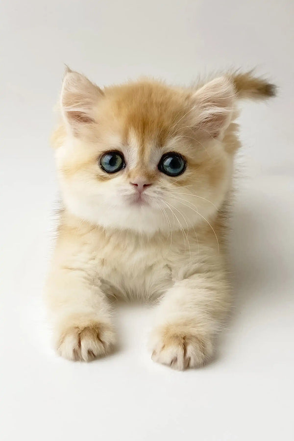 Zarina | british shorthair kitten