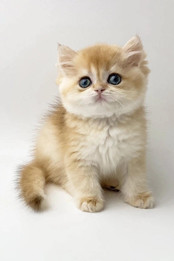 Zarina | british shorthair kitten