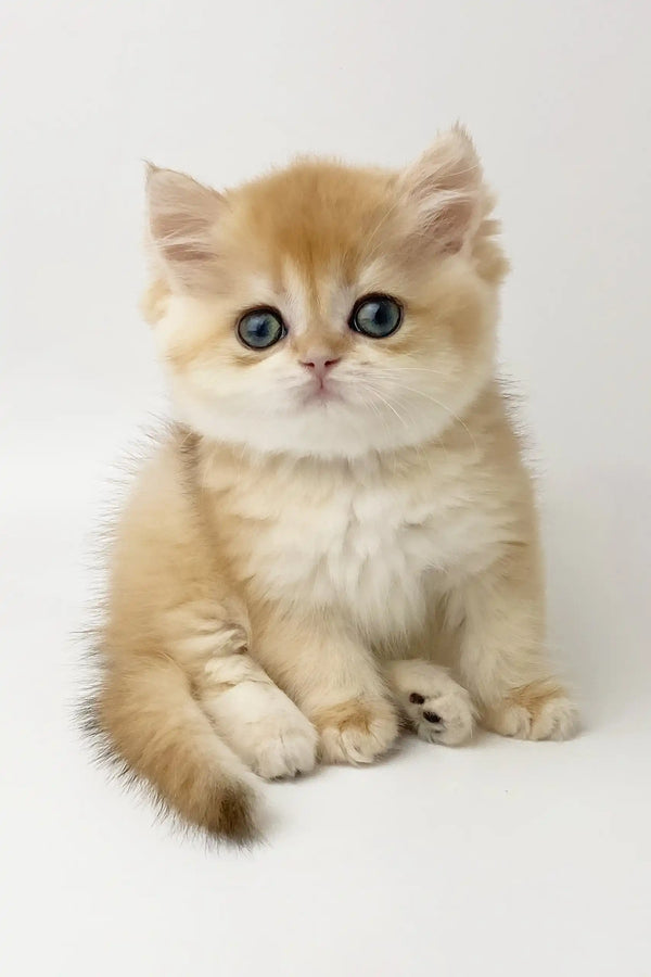 Zarina | british shorthair kitten