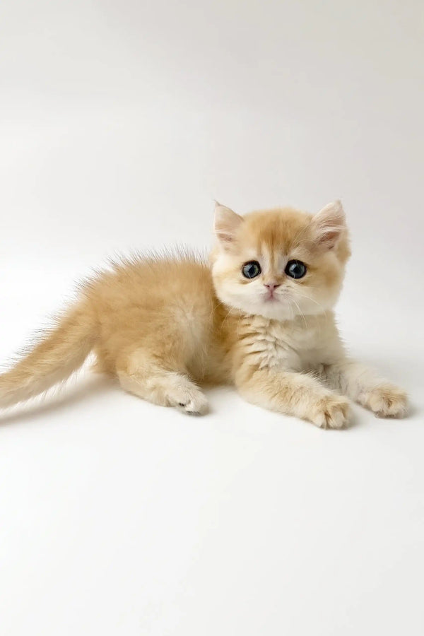 Zarina | british shorthair kitten