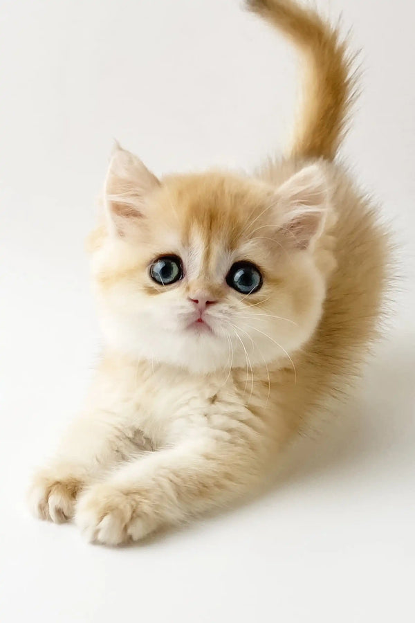 Zarina | british shorthair kitten