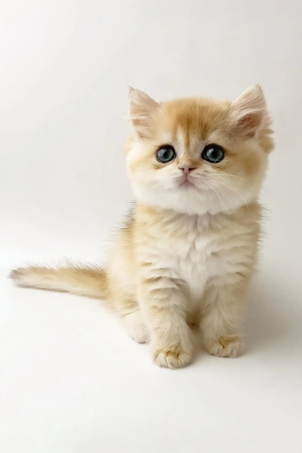 Zarina | british shorthair kitten