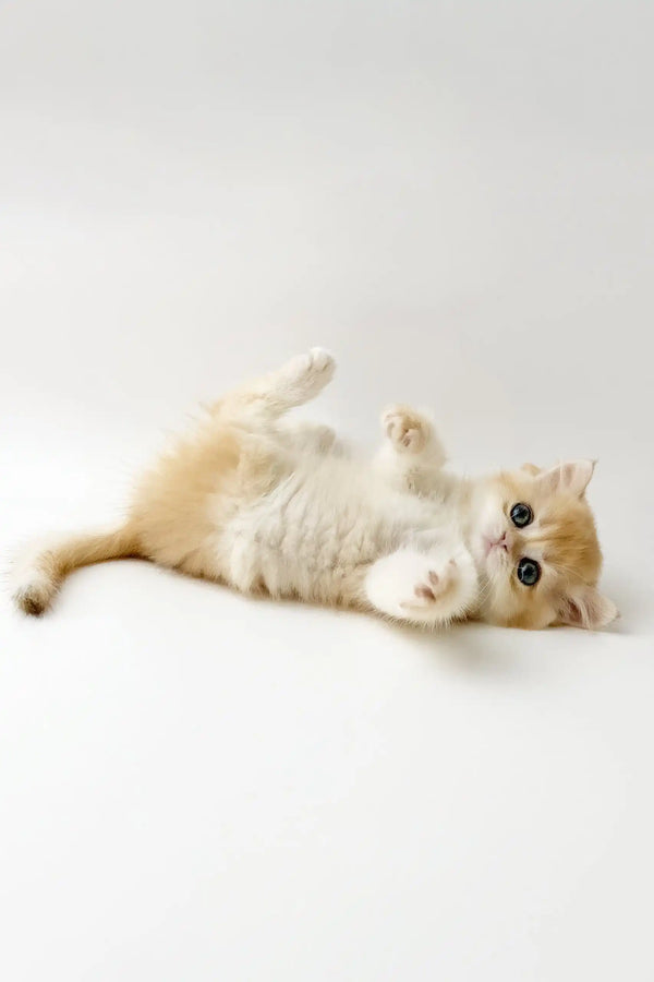 Zarina | british shorthair kitten