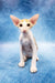 Zaur | oriental shorthair kitten