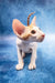 Zaur | oriental shorthair kitten