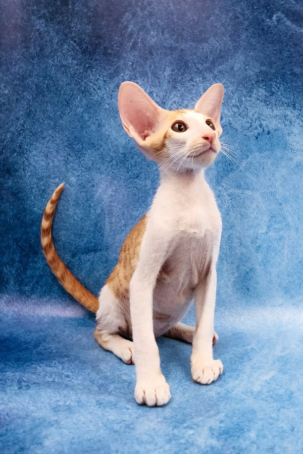 Zaur | oriental shorthair kitten
