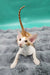 Zaur | oriental shorthair kitten