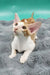 Zaur | oriental shorthair kitten
