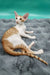 Zaur | oriental shorthair kitten