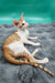 Zaur | oriental shorthair kitten
