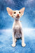 Zaur | oriental shorthair kitten