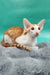 Zaur | oriental shorthair kitten