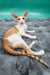 Zaur | oriental shorthair kitten