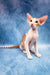 Zaur | oriental shorthair kitten
